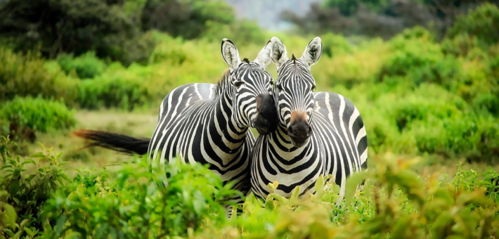 La Faune et la Flore du Kenya 