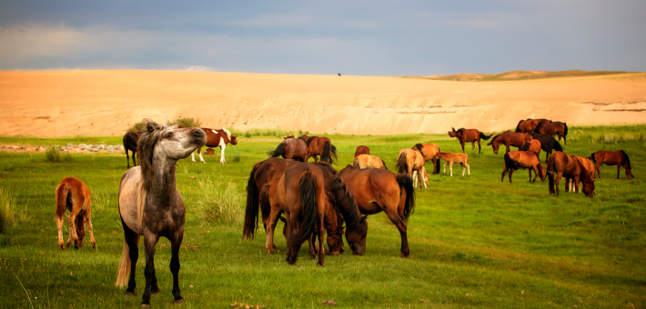 Les origines et histoire du cheval mongol 