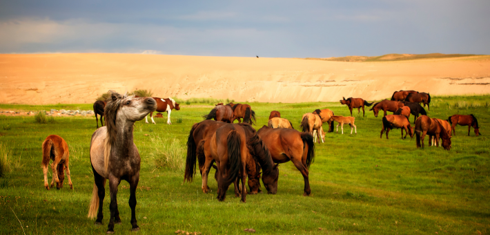 Les origines et histoire du cheval mongol Les origines et histoire du cheval mongol