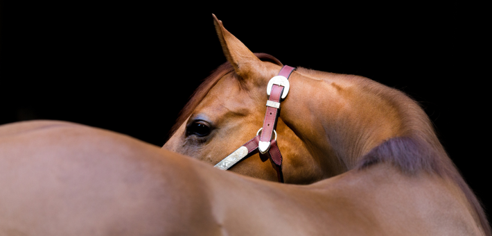 Utilisations du Quarter Horse Utilisations du Quarter Horse