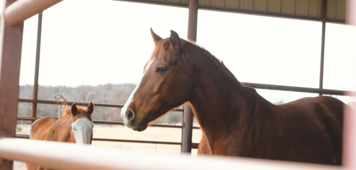 Santé et Soins du Quarter Horse Santé et Soins du Quarter Horse