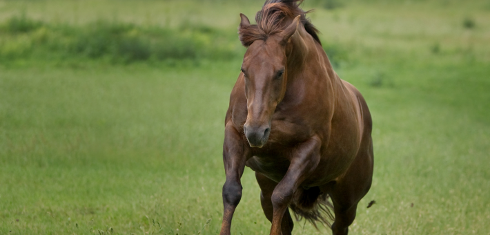 Le Quarter Horse dans le Monde Le Quarter Horse dans le Monde