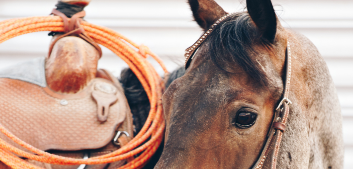 Le Quarter Horse et la Société Le Quarter Horse et la Société