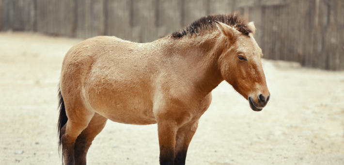 La morphologie du cheval mongol