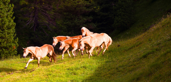 Le Haflinger dans le Monde Le Haflinger dans le Monde