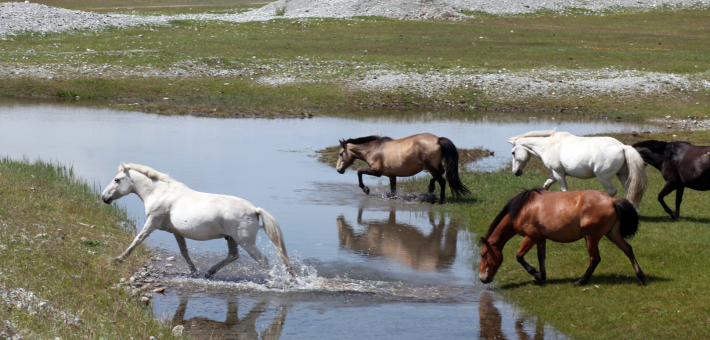 La robe du cheval mongol