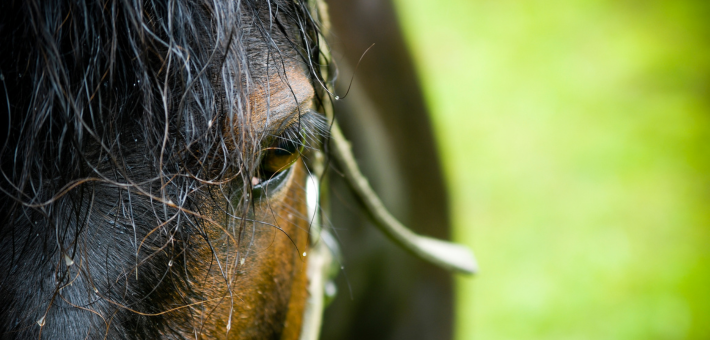 Être à l'écoute de son cheval 