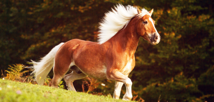 Haflinger : le poney d'or et d'argent 