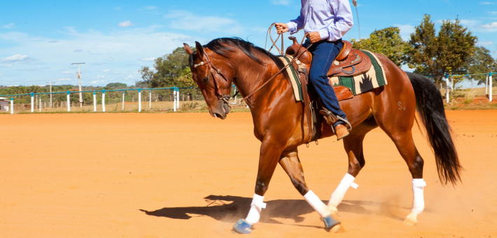 Le Quarter Horse : La race polyvalente de l'Ouest Américain 
