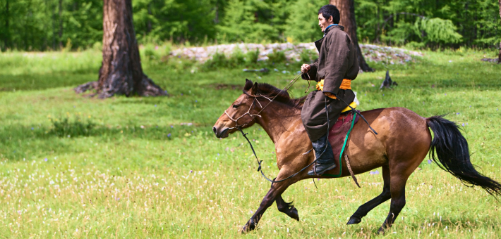 Le cheval mongol à travers les différentes disciplines équestres