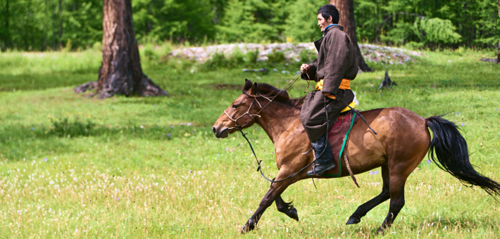 Le cheval mongol à travers les différentes disciplines équestres Le cheval mongol à travers les différentes disciplines équestres