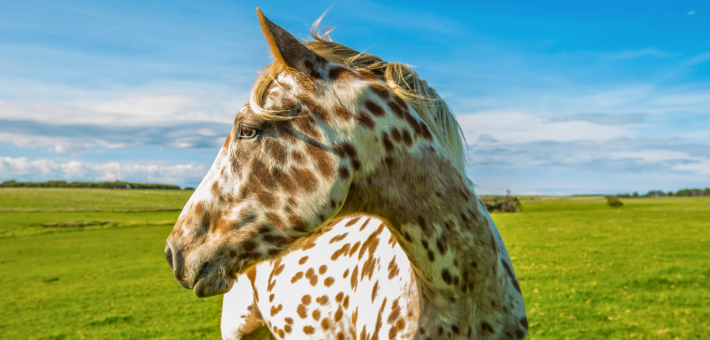 Histoire et Origines