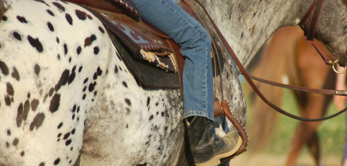 Un cheval polyvalent