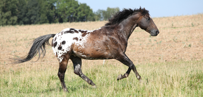 Un physique reconnaissable