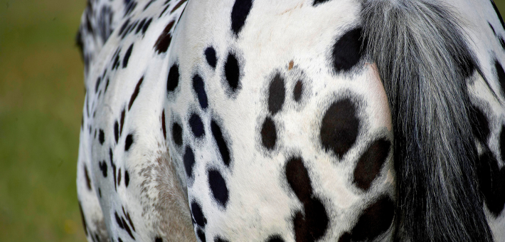 Une robe, mille variations