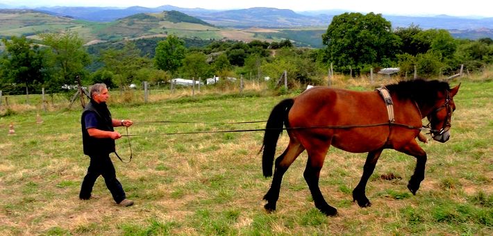 Deux branches du cheval d'Auvergne 