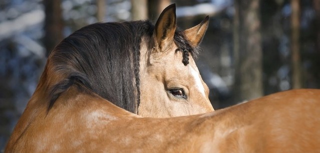 Le cheval lusitanien