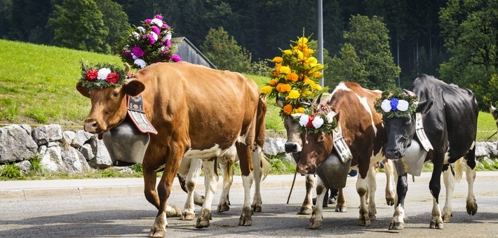 Différentes méthodes de transhumance selon les animaux concernés