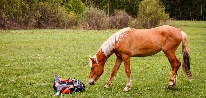 Equipement du cheval sur Esprit-Equitation