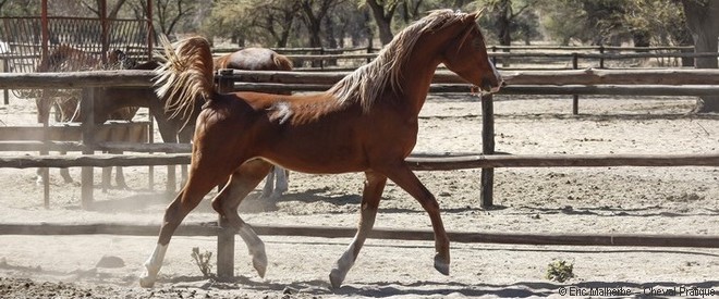 Les chevaux d'endurance équestre