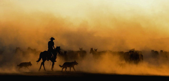 Les chevaux de l’équitation western