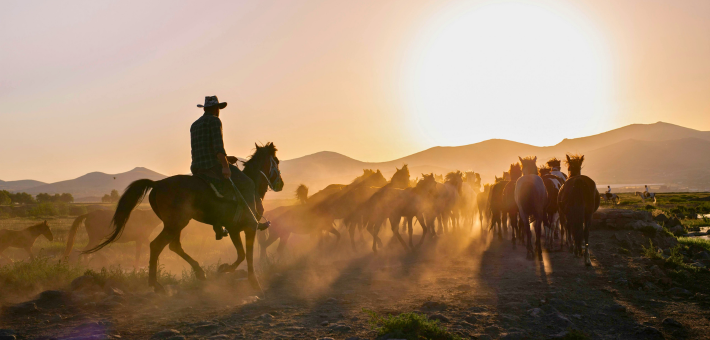 L’équitation western moderne et le natural horsemanship
