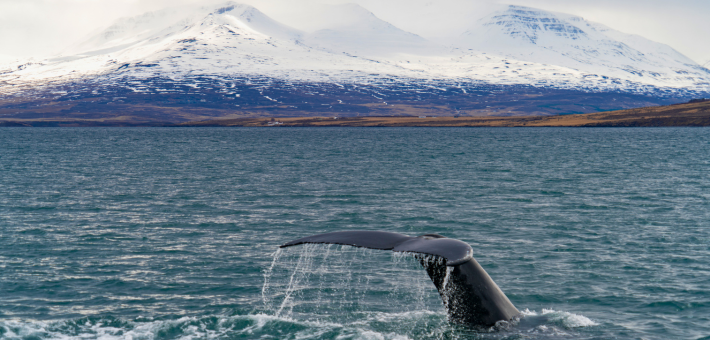 Islande : chevaucher les chevaux islandais au cœur des paysages hivernaux