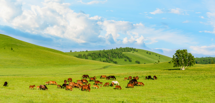 Voyages équestres avec Caval&go : à cheval pour l’aventure, à pied pour la découverte