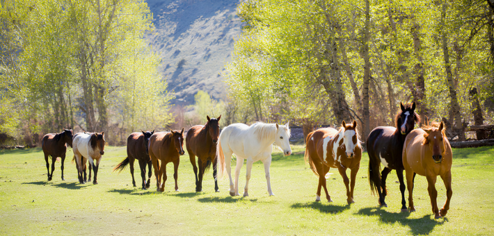 Vivre l'expérience en ranch avec Caval&go