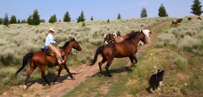 Dans la peau d'un cowboy : participer au travail du ranch
