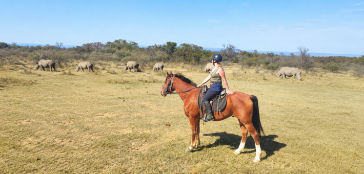 Le cheval Boer sud-africain : compagnon de vos aventures en safari