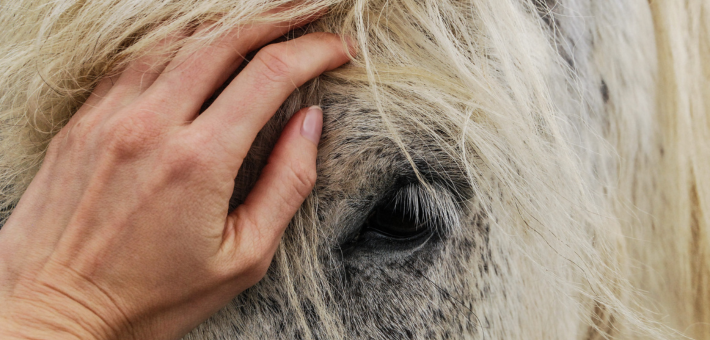 Le Cheval, Thérapeute du Monde