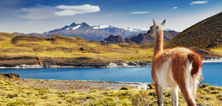 Visiter la Patagonie à cheval 