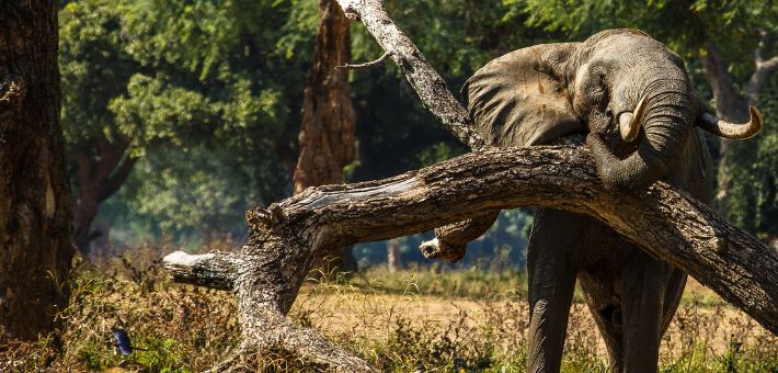 Les formalités d'entrée au Zimbabwe