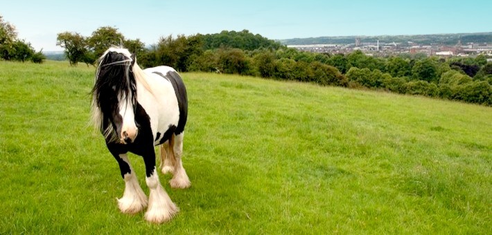 L'Irish Cob L'Irish Cob