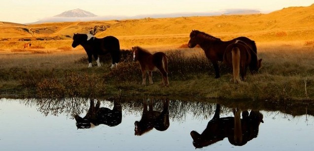 Quand partir en Islande pour une randonnée à cheval ?