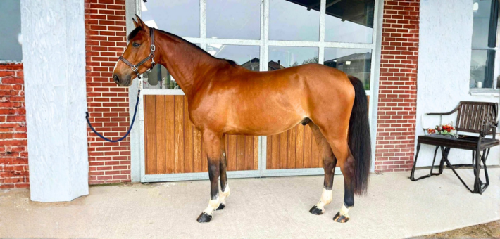 Une silhouette qui allie force et élégance