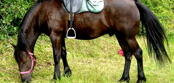 La race Auvergne 