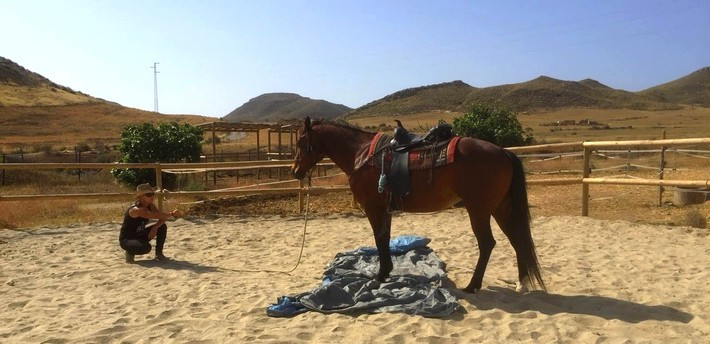 Pourquoi apprendre à lire le comportement de son cheval ? Pourquoi apprendre à lire le comportement de son cheval ?