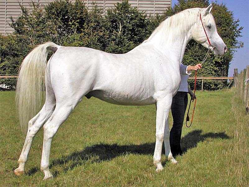 Origine du Pur Sang Arabe Origine du Pur Sang Arabe