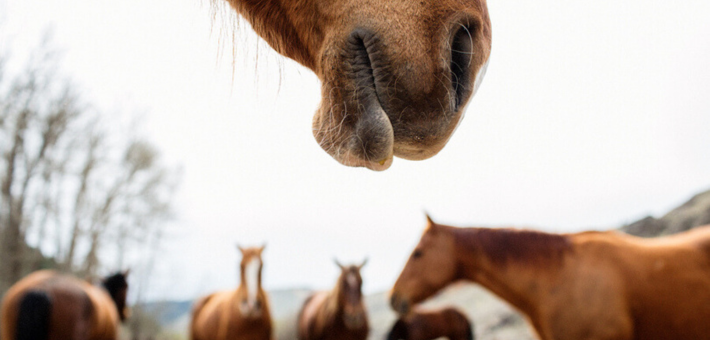 Comment bien prendre soin de sa monture ?