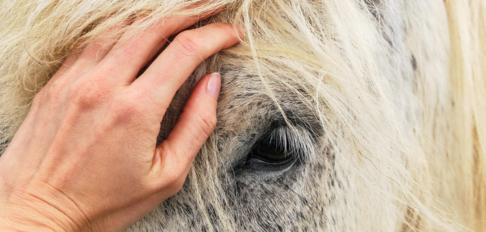 Le pansage : une première rencontre avec le cheval