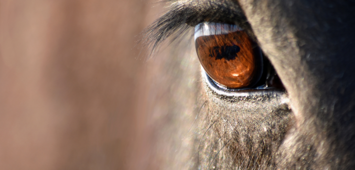 Une approche globale du bien-être animal