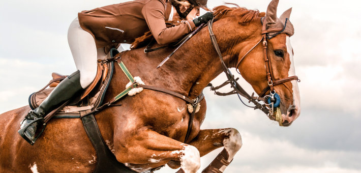 Connaissez-vous le Selle-Français ?