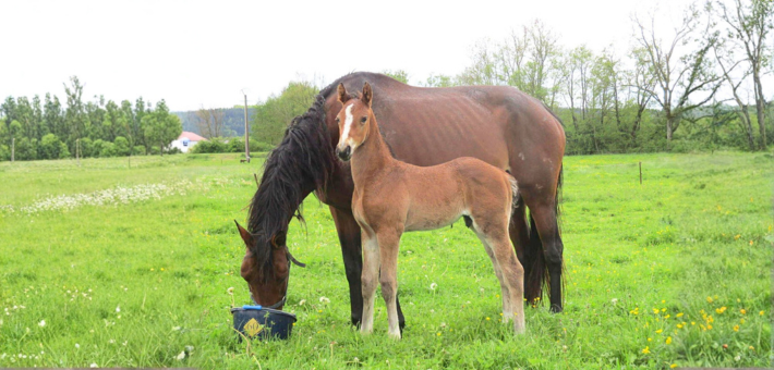Une histoire façonnée par la sélection