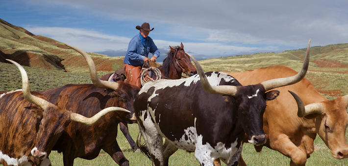 Qu’est-ce que l’équitation de travail ? Qu’est-ce que l’équitation de travail ?
