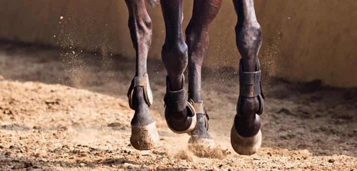 Connaissez-vous les sports équestres ?