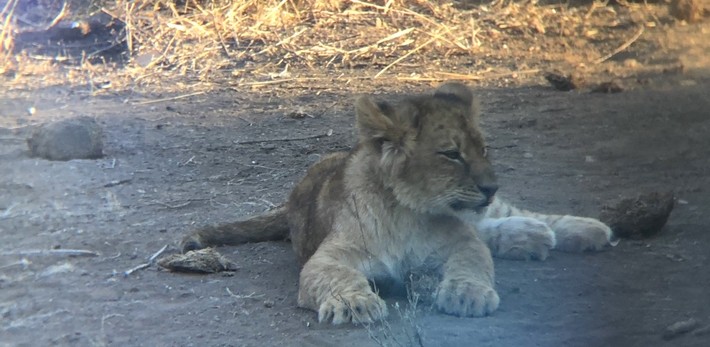 safari a cheval au Botswana lion