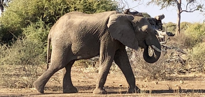 safari a cheval au Botswana