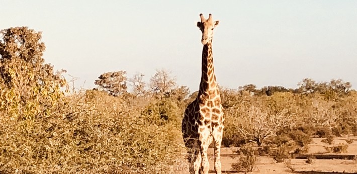 safari a cheval en afrique du sud girafes